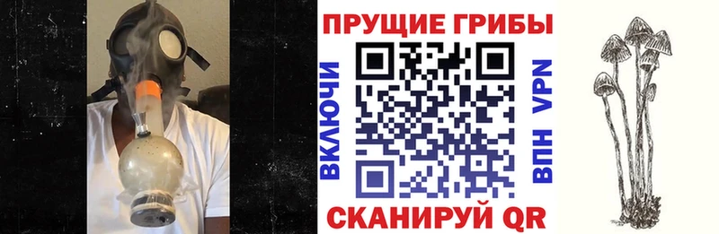 Галлюциногенные грибы Psilocybine cubensis  Сочи 